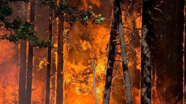 Recent Surge in Wildfire Frequency and Intensity Signals Growing Global Concern