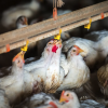 Second Colorado Poultry Worker Tests Positive for Bird Flu Amid State's Ongoing Outbreak