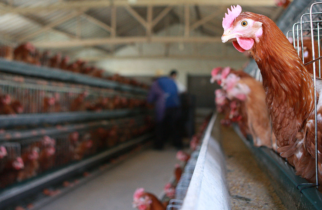 Second Colorado Poultry Worker Tests Positive for Bird Flu Amid State's Ongoing Outbreak