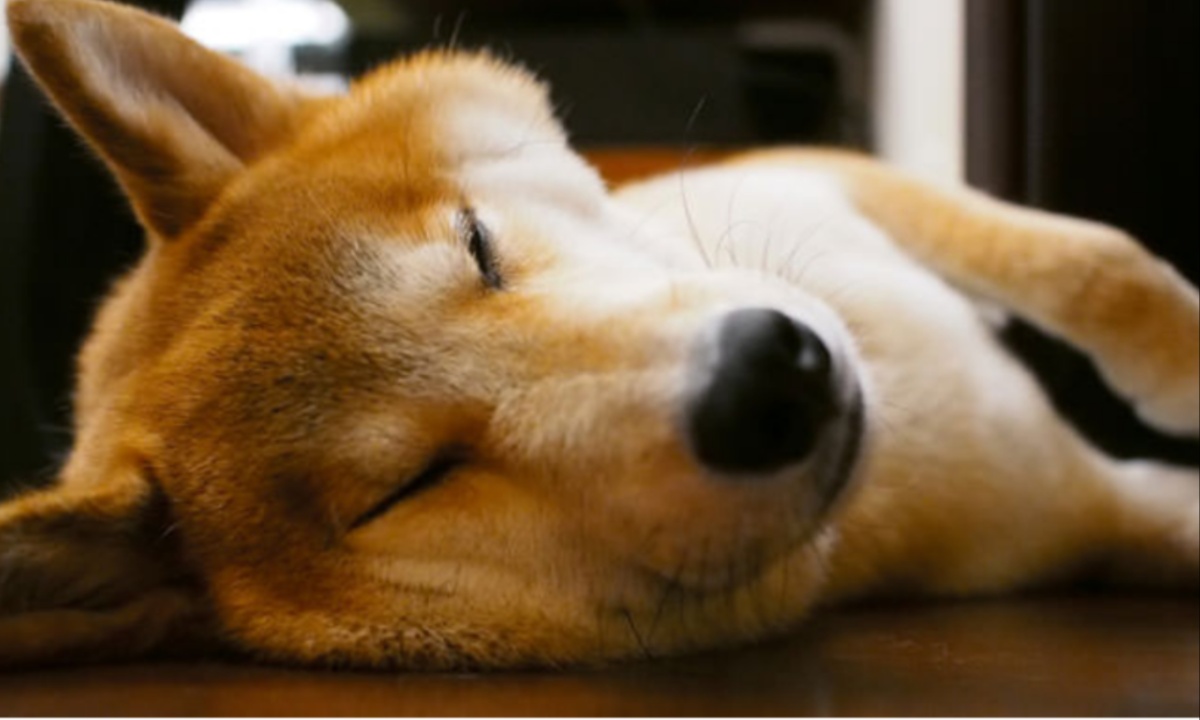 Shiba Inu (SHIB) Faces Downturn Amidst Market Correction and Network Metric Declines