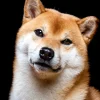 Shiba Inu (SHIB) Faces Downturn Amidst Market Correction and Network Metric Declines