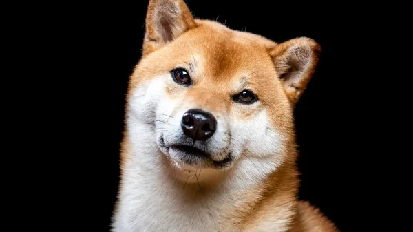 Shiba Inu (SHIB) Faces Downturn Amidst Market Correction and Network Metric Declines